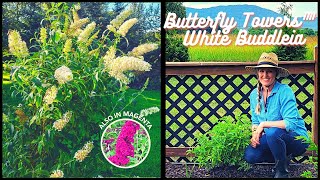 Planting The New And Unique Butterfly Towers™ White Buddleia [upl. by Chapin958]