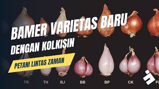 VARIETAS BARU BAWANG MERAH DENGAN KOLKISIN   FARMLEARN19 [upl. by Correy]