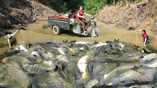 Use 3wheeled Vehicle To Harvesting Many Big Fish At Fish Pond Go To Countryside Market Sell [upl. by Isiahi]