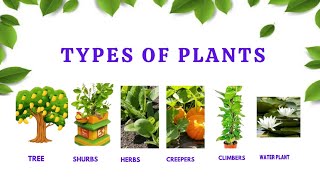 Types of Plants Types of Plants for Kids  Science [upl. by Andromede]