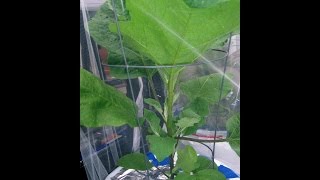 UPDATE Aug 17 2014 Kratky Hydroponic Outdoor Grow5 gal buckets [upl. by Atikaj474]