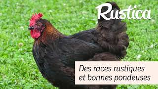 Choisir des POULES rustique [upl. by Cohin442]