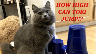 CUTE FUNNY CAT JUMPING OVER CUPS FOR THE FIRST TIME  TOKI THE NEBELUNG [upl. by Anada]