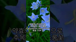 약효와 관상용으로 주목받는 섬초롱꽃Campanula takesimana의 효능 TOP 3 [upl. by Natasha]