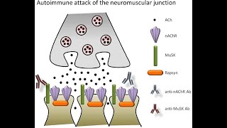 Acetylcholine receptors Nicotinic and Muscarinic acetylcholine receptors [upl. by Otrebilif]