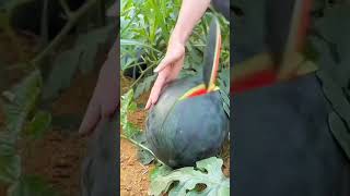 🍉Citrullus LanatusWatermelon yummy fruit fresh fruitcutting satisfying watermelon shorts fy [upl. by Sheldon]