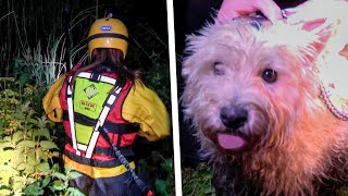 Dog Rescued from Island and Reunited with Grateful Owner [upl. by Dolhenty]