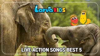 ★LIVE ACTION SONGS BEST5★  kids songs  compilation  10min  larva [upl. by Jackquelin]