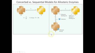 Lecture 6B  Concerted and Sequential Models for Allosterics [upl. by Dev]