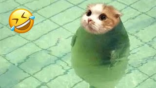 Funniest animals will make you laugh to die 😂 Cute cats and dogs ever 🤣 [upl. by Rinee]