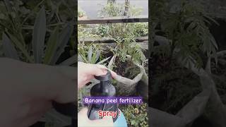 Banana peel fertilizer Liquid Fertilizer Type 1  liquidfertilizer nutritive shortsvideo [upl. by Kilby549]