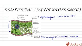 DORSIVENTRAL DICOTYLEDONOUS LEAF [upl. by Annahahs]