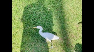 An Afternoon Stroll on Maui with a Cattle Egret [upl. by Sholem]