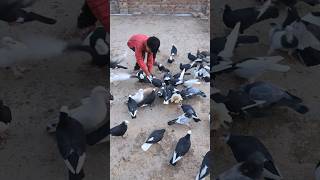 Shirazi Female Kabootar ki video 101♥️  shorts pigeon kabootar [upl. by Ylrebmit]