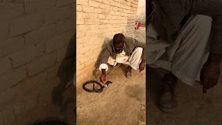 Best Video King Cobra Snake youtubevideo shortvideo kingsnake shortsfeed [upl. by Gusti878]