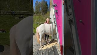 This is how I train my horses to go on the horse trailer by itself😍 shortsvideo horse pony [upl. by Nohtan259]