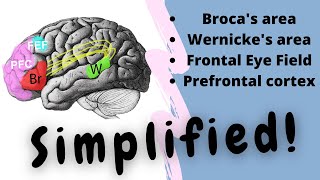 Brocas area  Wernickes area  Language  FEF  Dr Doris  Air Anatomy [upl. by Shepley]