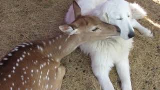 Deer Licks Dogs Face  1136689 [upl. by Aneertak]