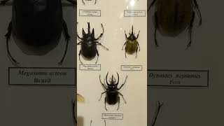 Collection of Tropical Beetles Scarabaeidae Coleoptera Awesome Dynastes Megasoma Nature Museum [upl. by Iene972]