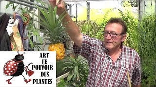 Tuto jardinage On mange lananas [upl. by Wallack]