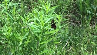 エウリュアレベニヒカゲErebia euryale Large Ringlet 20240630 Ceillac France [upl. by Brause460]