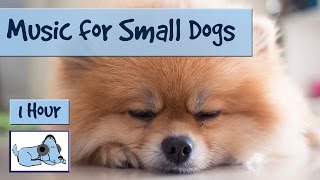 1 Hour of Music for Small Dogs Chihuahuas Yorkshire Terriers Poms [upl. by Nnyleak]