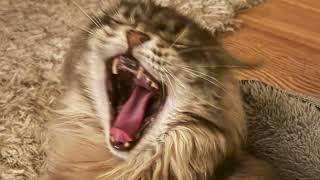 Life With Maine Coon Cats In Under 1 Minute [upl. by Nations263]