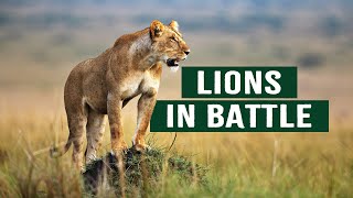 The Apex Predators Fighting To Feed Their 21 Lion Family  Pride In Battle  Full Documentary [upl. by Paske]