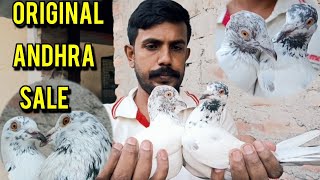 ORIGINAL ANDHRA PIGEON SALE FROM AMIT DA LOFT BEHALA [upl. by Iv736]