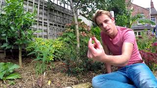 Growing Chilean Guava Ugni molinae UK [upl. by Donny]