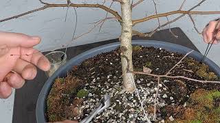 Bonsai Tree Silver Birch Hard Prune and Cleaning Branches and Soil  12 March 2024  E1 [upl. by Abbye]