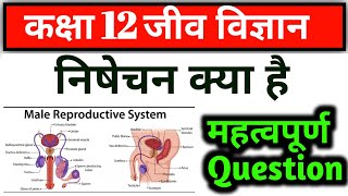 निषेचन क्या है nishechan kya hai  class 12th Biology  निषेचन fertilization  Biology 12th class [upl. by Soilissav]