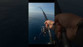 Shimano Stella 8000 VS Monster Tuna [upl. by Ashjian505]