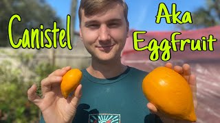 Taste testing the Canistel or “eggfruit” [upl. by Asilad]