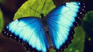 Blauer Schmetterling  Hermann Hesse [upl. by Adnahsed]