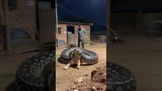 A massive python coils tightly around a struggling dog in the middle of a dusty farmyard [upl. by Nojel329]