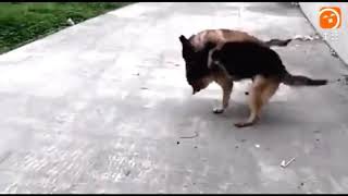 German Shepherd was attacked by a Belgian Malinois real fight [upl. by Akirdnahs661]