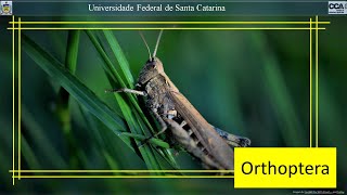 Ordem Orthoptera [upl. by Okire618]