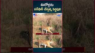 iSmart News  ఊరోళ్లను పరేషాన్ చేస్తున్న పెద్దపులి  Tiger  TV9 [upl. by Willumsen]