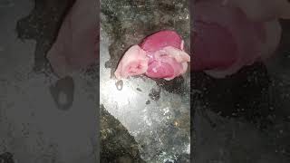 Amazing fish heart two chamberedfish fishheartbiologyheartkids class10 [upl. by Ahsele]