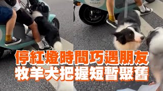 牧羊犬停紅燈巧遇朋友！抓緊時間短暫聚舊😆｜寵物動物｜邊境牧羊犬｜精選影片 [upl. by Krystle444]