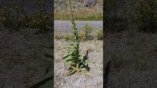 Is This Mullein plants [upl. by Ahsahtan500]