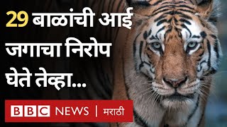 Tigress Mataram Collarwali T15 death वाघीण Pench Tiger Reserve मध्ये महत्त्वाची का BBC News [upl. by Samara281]