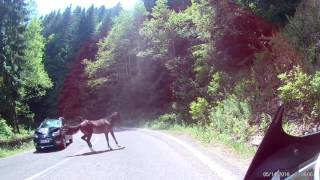 Car hits galloping horse [upl. by Beckett602]