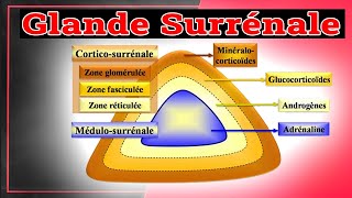 Physiologie des Glandes Surrénales Rôle des Hormones Surrenaliennes  Endocrinologie Medicale [upl. by Berenice489]