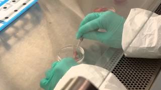 Extraction of embryoid bodies for Mef production [upl. by Fredericka575]