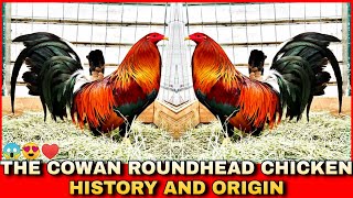 THE HISTORY AND ORIGIN OF COWAN ROUND HEAD CHICKEN [upl. by Aikrehs]