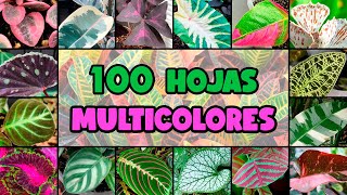 100 PLANTAS con HOJAS de MUCHOS COLORES [upl. by Grimbal]