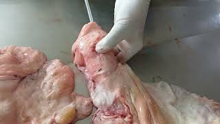 Fibrosed Cervix difficult to pass artificial insemination gun in Bovine artificialinsemination [upl. by Cartie]