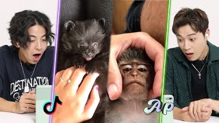 Korean Guys React to the Worlds Cutest and Weirdest Pets on TikTok  asopo [upl. by Nolyaw]